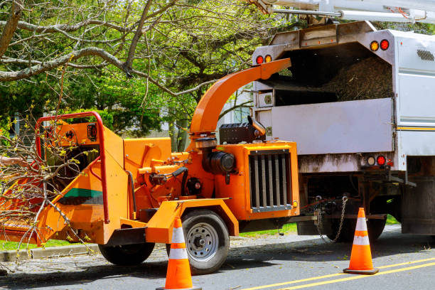 Best Stump Grinding and Removal  in Hialeah, FL